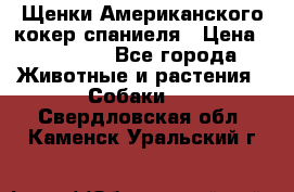 Щенки Американского кокер спаниеля › Цена ­ 15 000 - Все города Животные и растения » Собаки   . Свердловская обл.,Каменск-Уральский г.